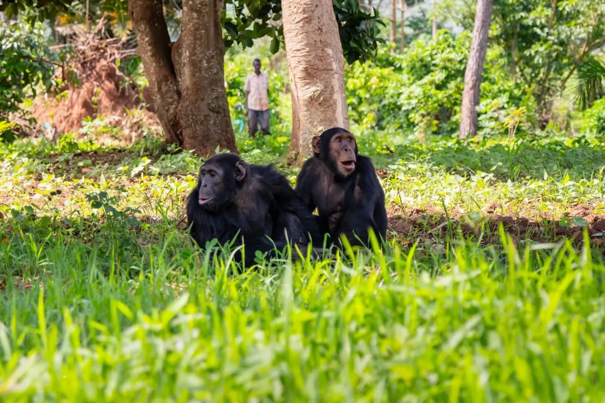 Our Bulindi Chimpanzees take the global stage on BBC’s Planet Earth III_visual 3