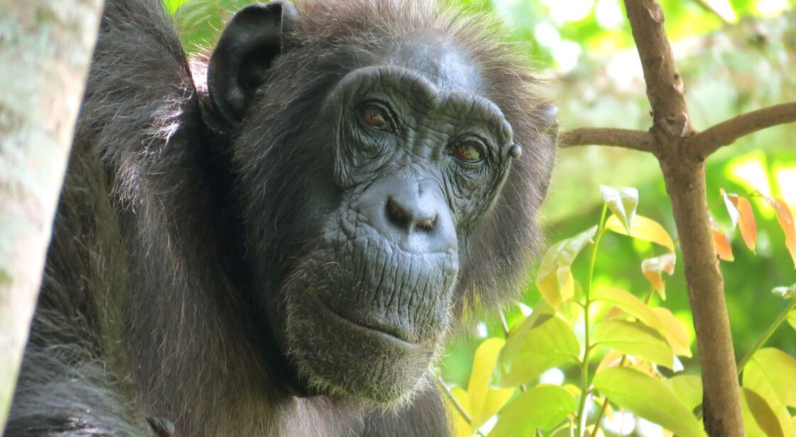 Close-up of Joyce, a wild chimpanzee in Bulindi