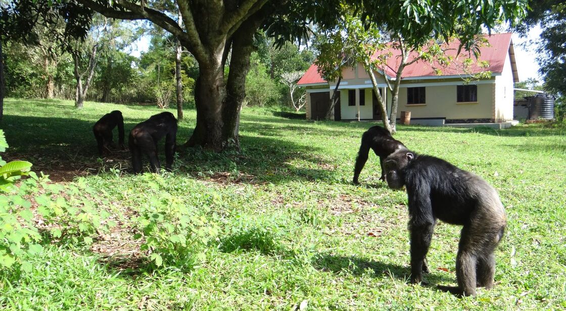Chimpanzees walking across a village garden towards a house