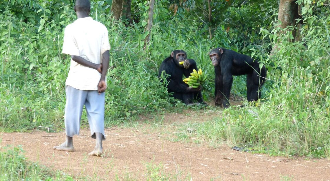A villager watches two chimpanzees eating bananas at the forest edge