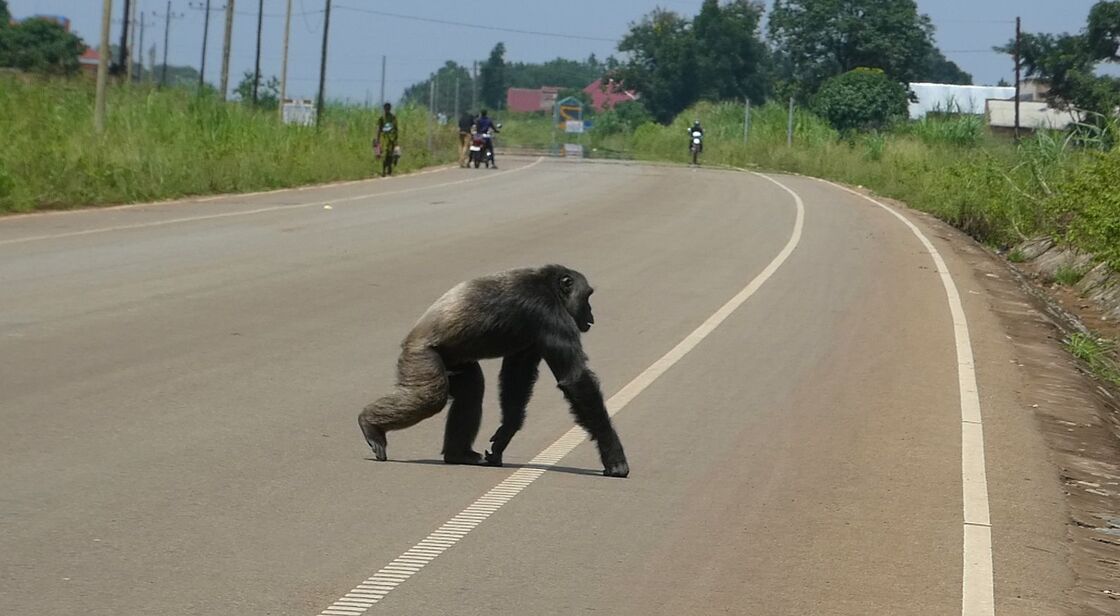An adult male chimpanzee crossing the tarmac road in Bulindi