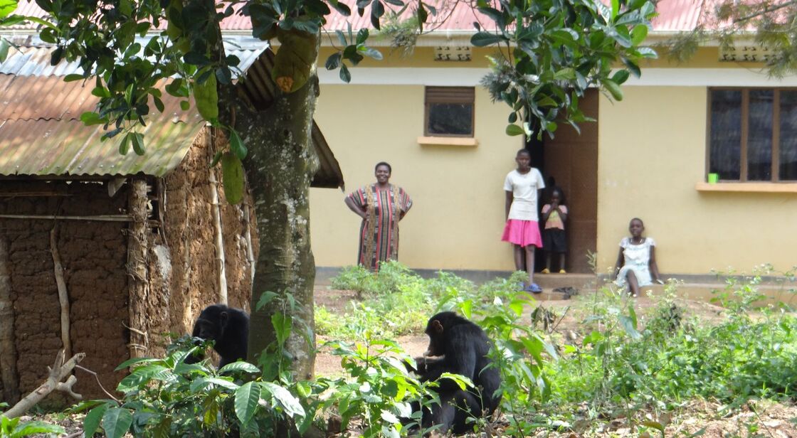 A family watches chimpanzees resting beside their home