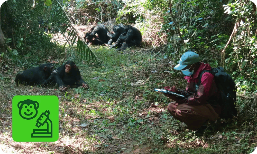 bccp_about the project_chimpanzee research & monitoring (1)