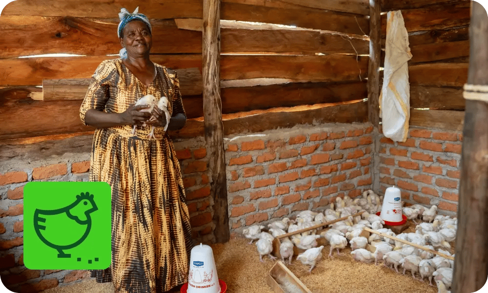 bccp_about the project_poultry rearing