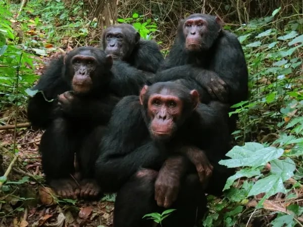 bccp_individual chimp page - bulindi_the bulindi chimpanzees