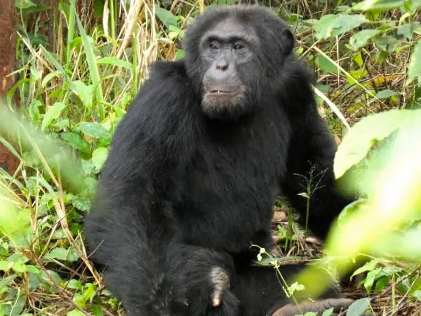 bccp_individual chimp page - kihomboza_the kihomboza chimpanzees