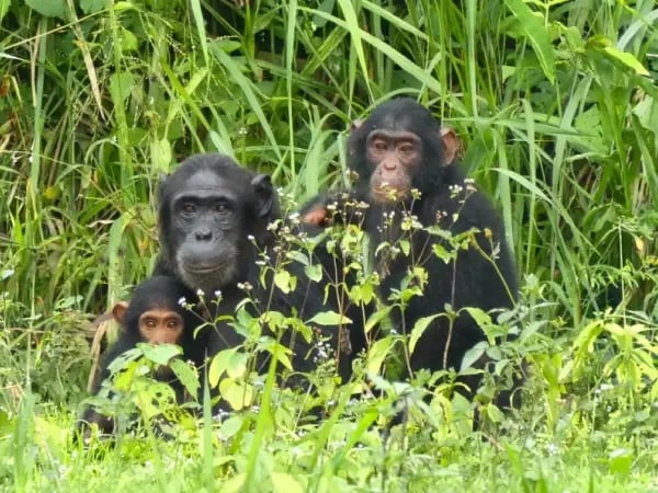 bccp_individual chimp page - mairirwe_the mairirwe chimpanzees (1)