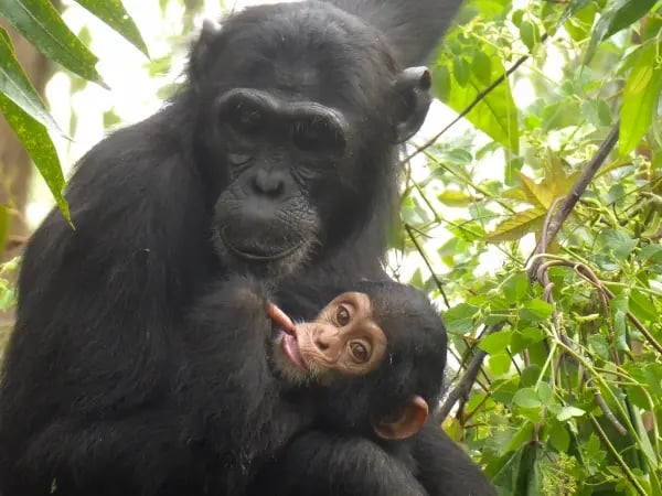 bccp_individual chimp page - wagaisa_the wagaisa chimpanzees