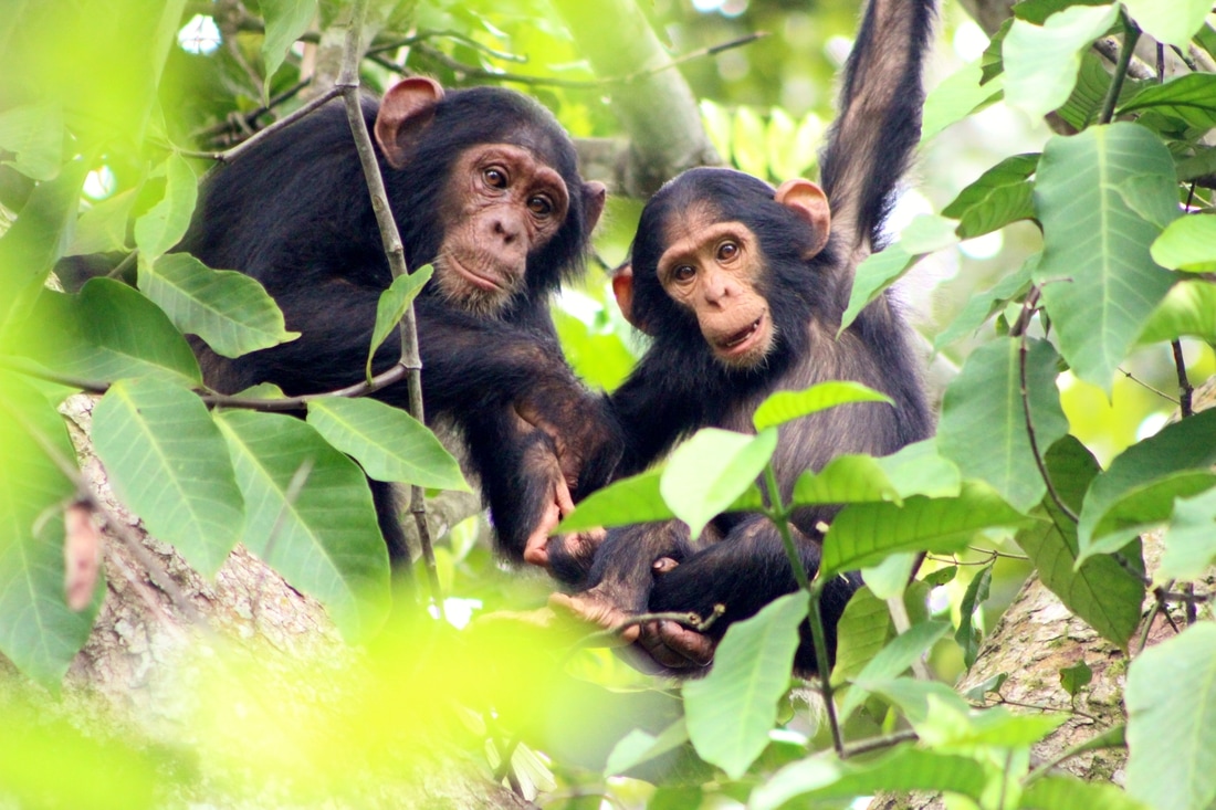 How Many Chimpanzees Are Left in the World?