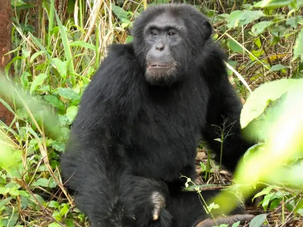 Why Are Chimpanzees Endangered?