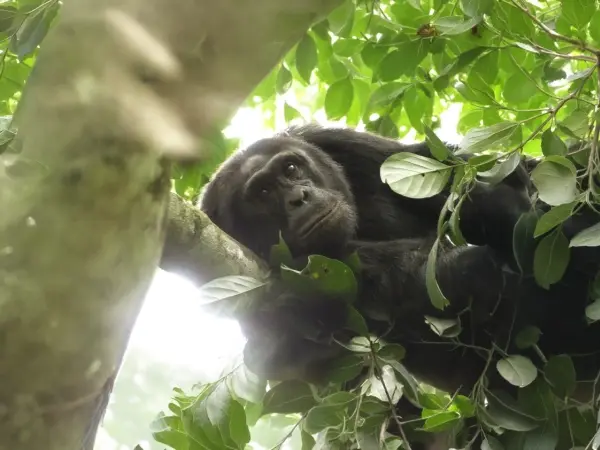 How Deforestation Threatens Chimpanzees in Uganda