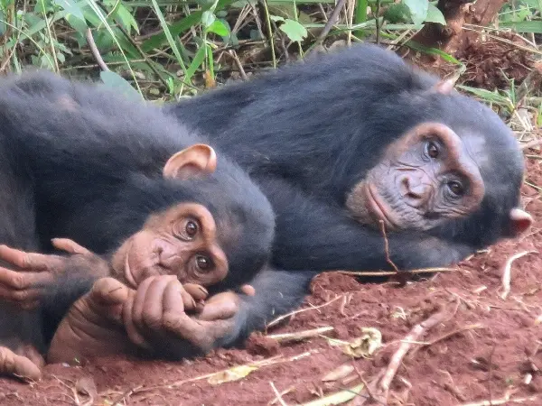 Do Chimpanzees Laugh?