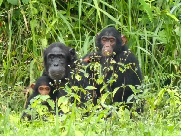 Chimpanzee Facial Expressions