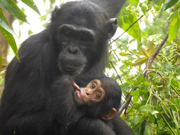 Great Apes and Climate Change